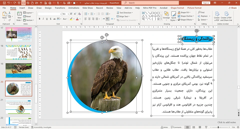 پاورپوینت زندگی عقاب ها
