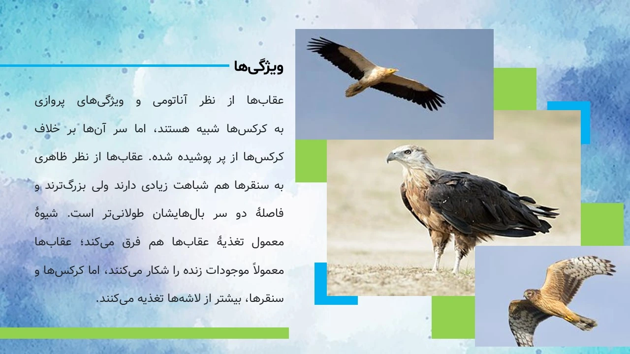 پاورپوینت زندگی عقاب ها