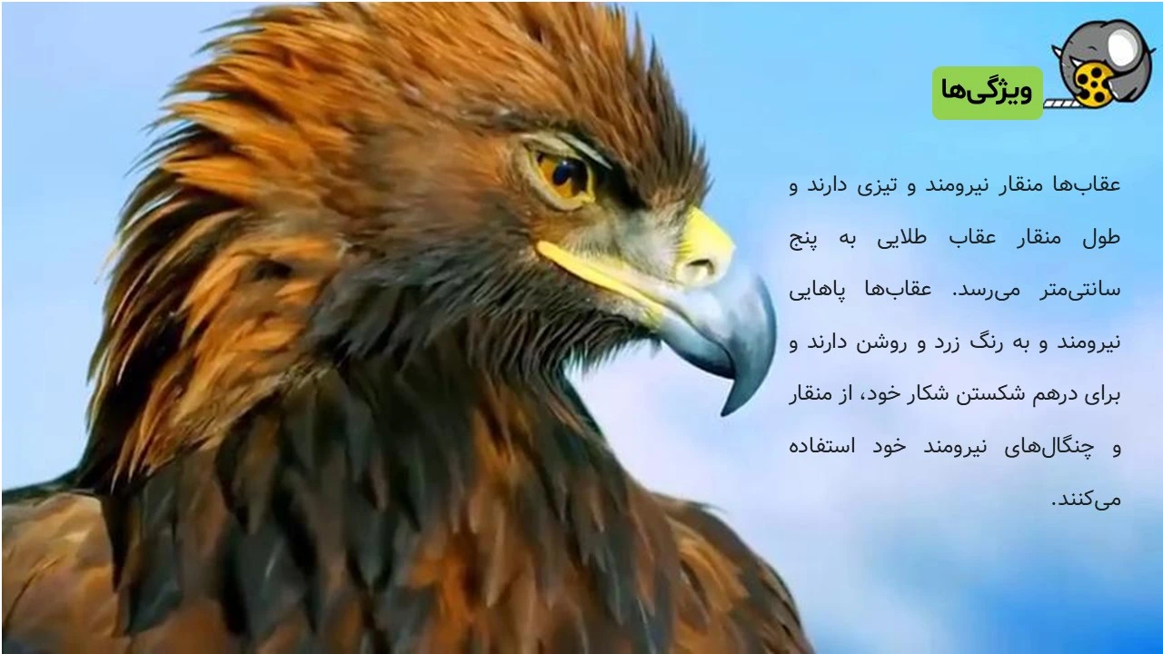 پاورپوینت زندگی عقاب ها