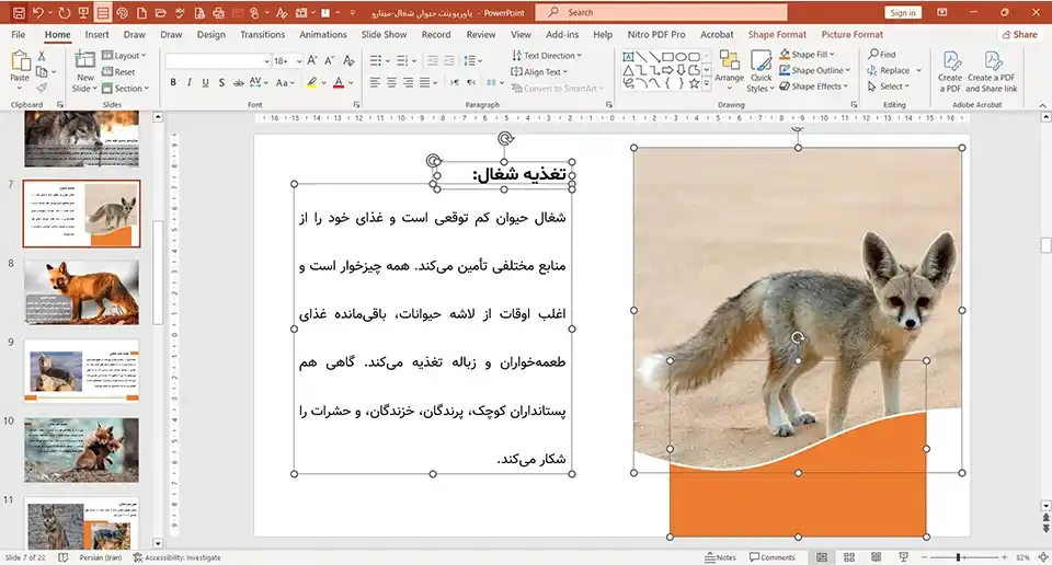 پاورپوینت حیوان شغال