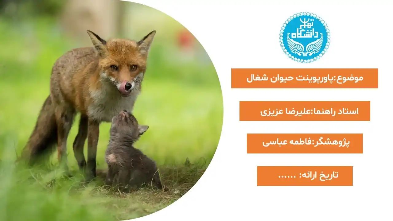 پاورپوینت حیوان شغال