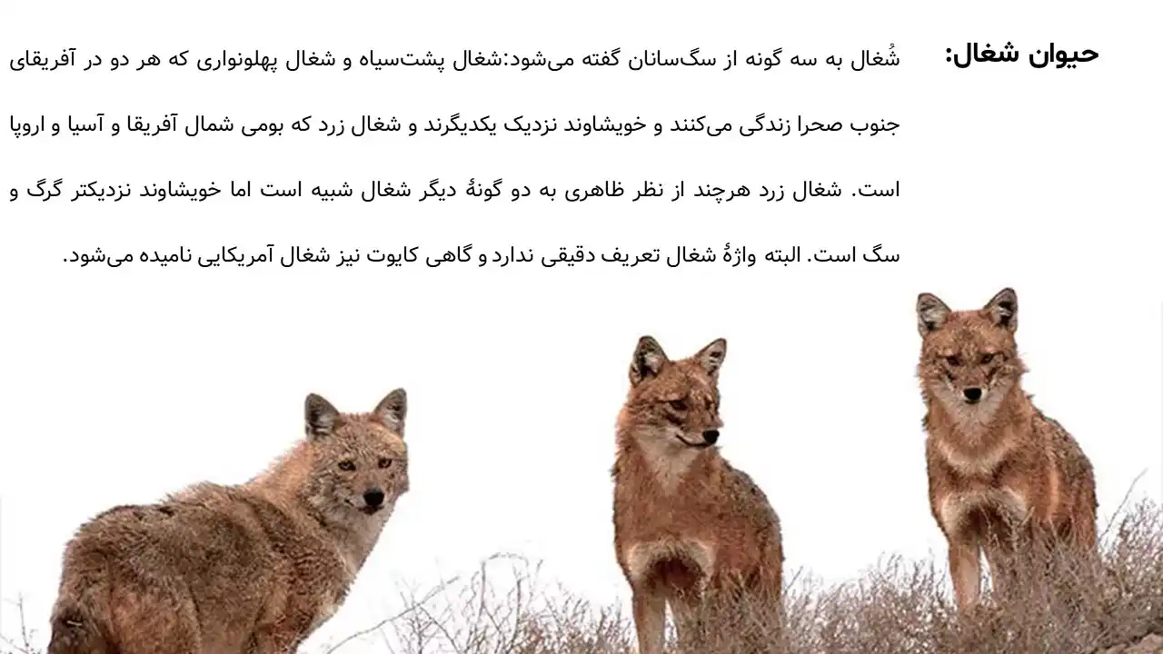 پاورپوینت حیوان شغال