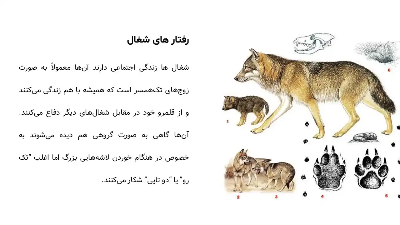 پاورپوینت حیوان شغال