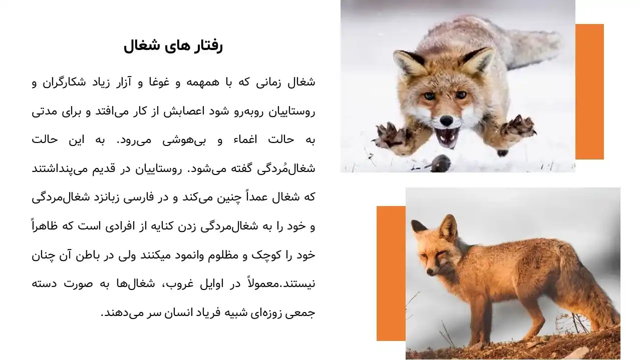 پاورپوینت حیوان شغال