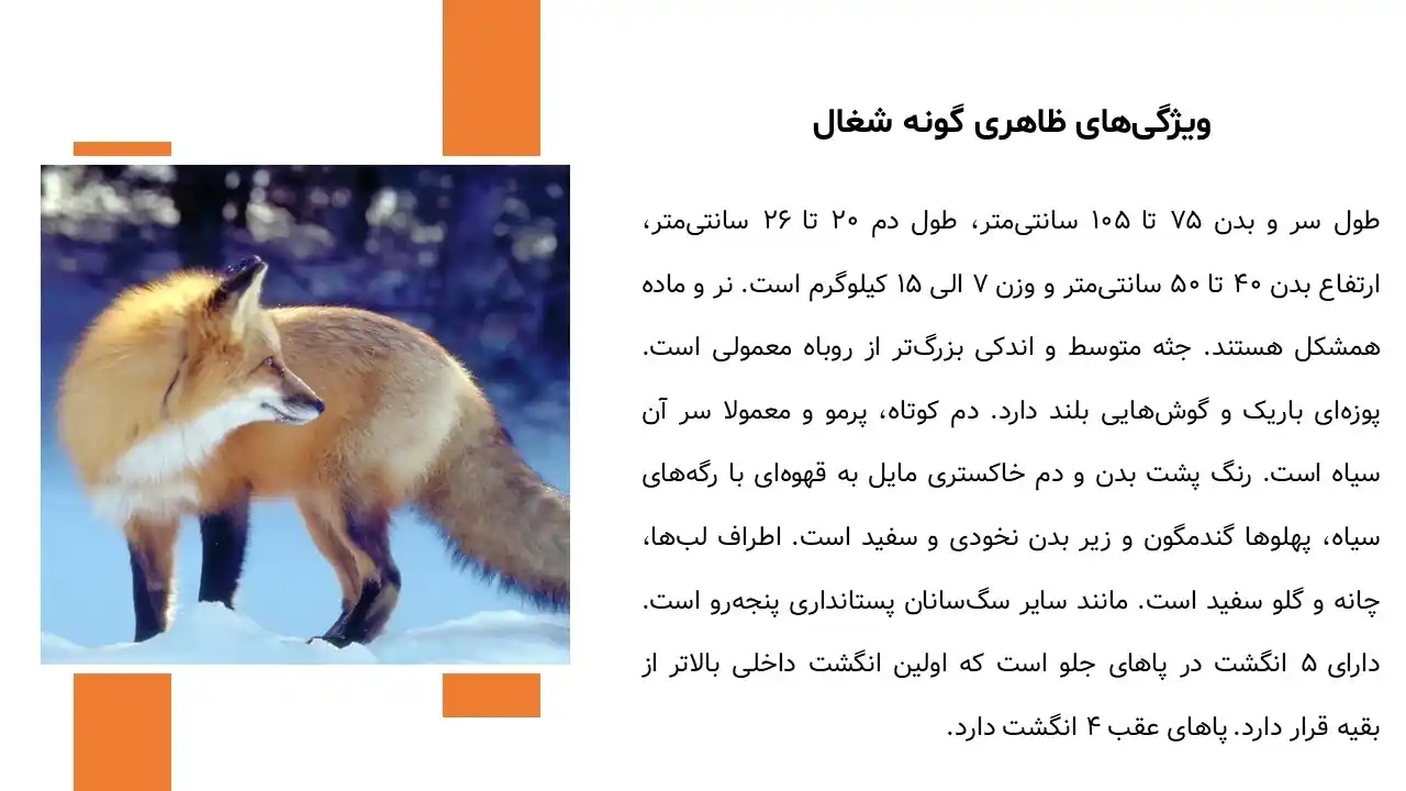 پاورپوینت حیوان شغال