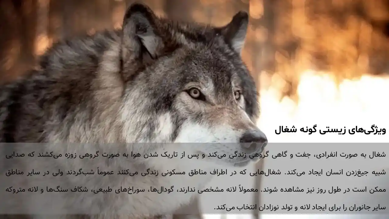 پاورپوینت حیوان شغال