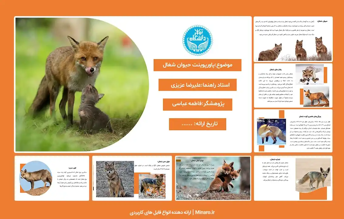 پاورپوینت حیوان شغال