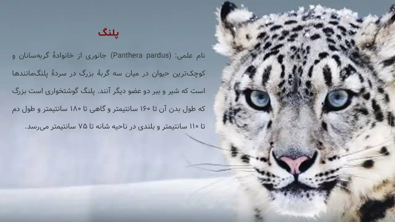 پاورپوینت پلنگ