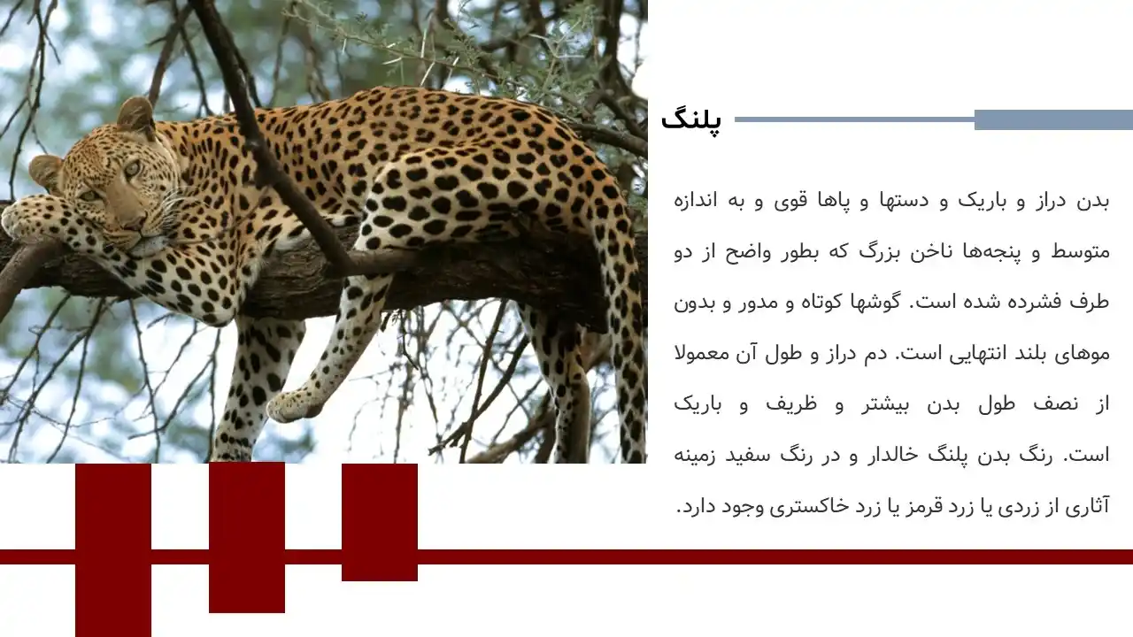 پاورپوینت پلنگ