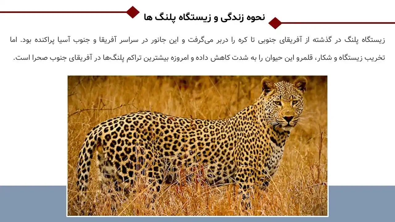 پاورپوینت پلنگ