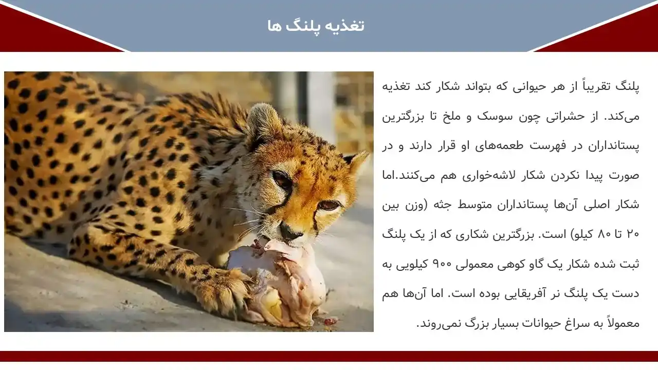 پاورپوینت پلنگ