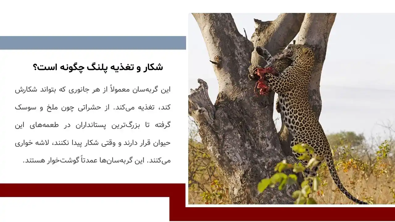 پاورپوینت پلنگ