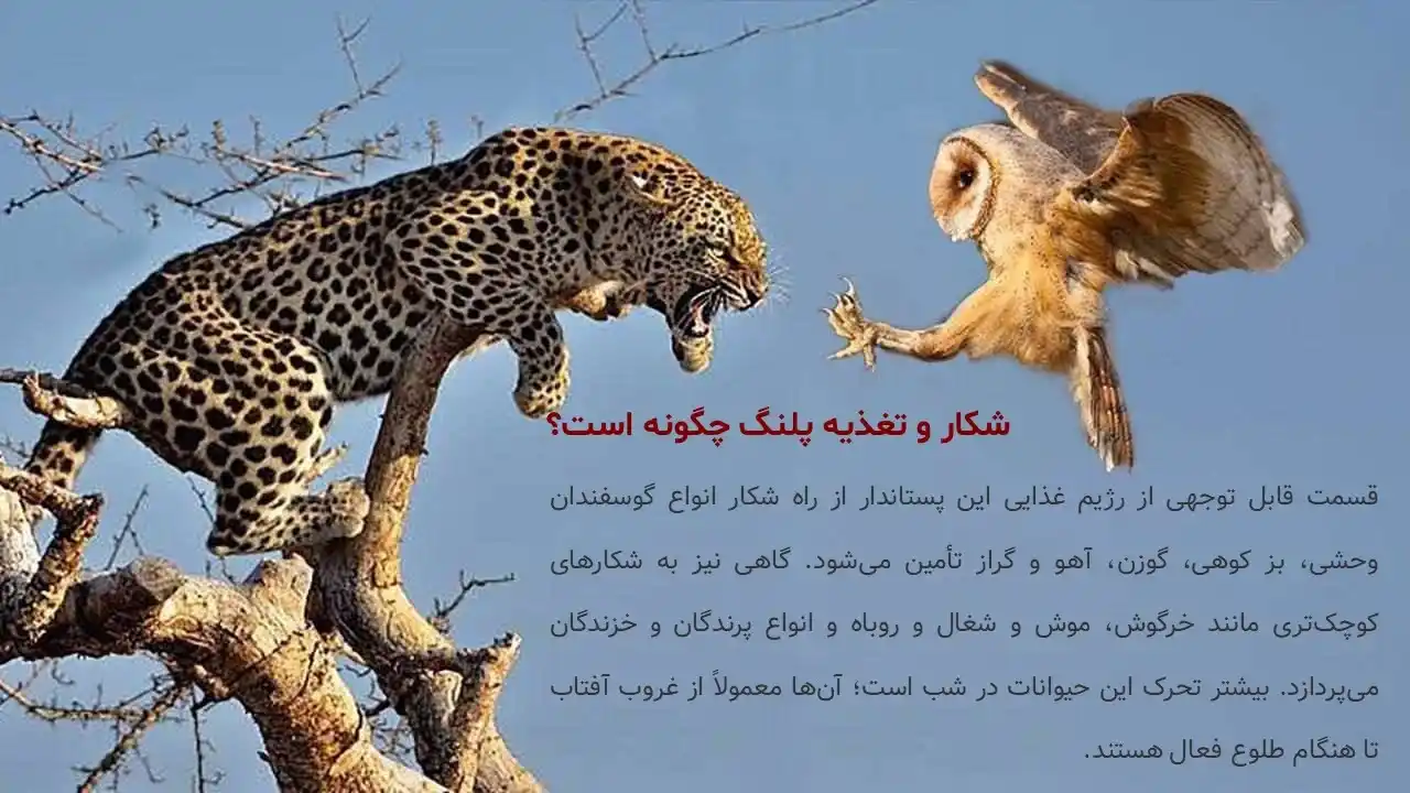 پاورپوینت پلنگ