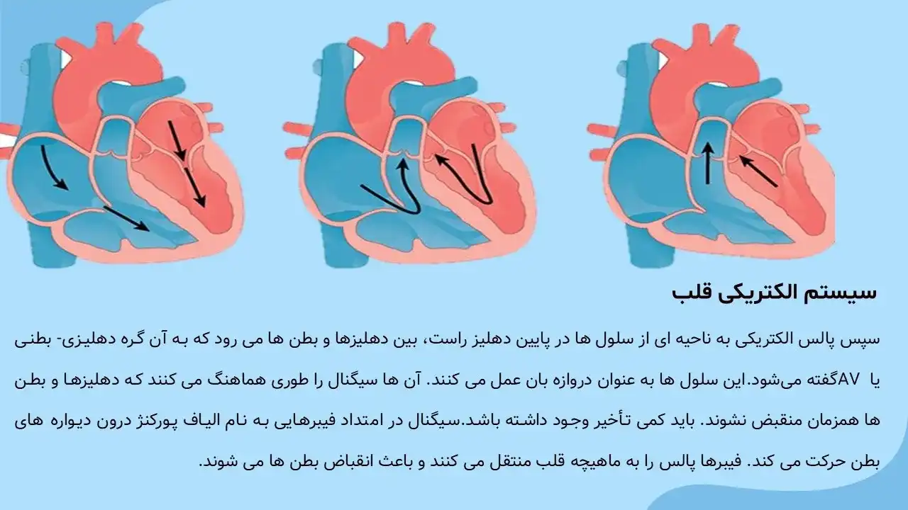 پاورپوینت قلب و عروق
