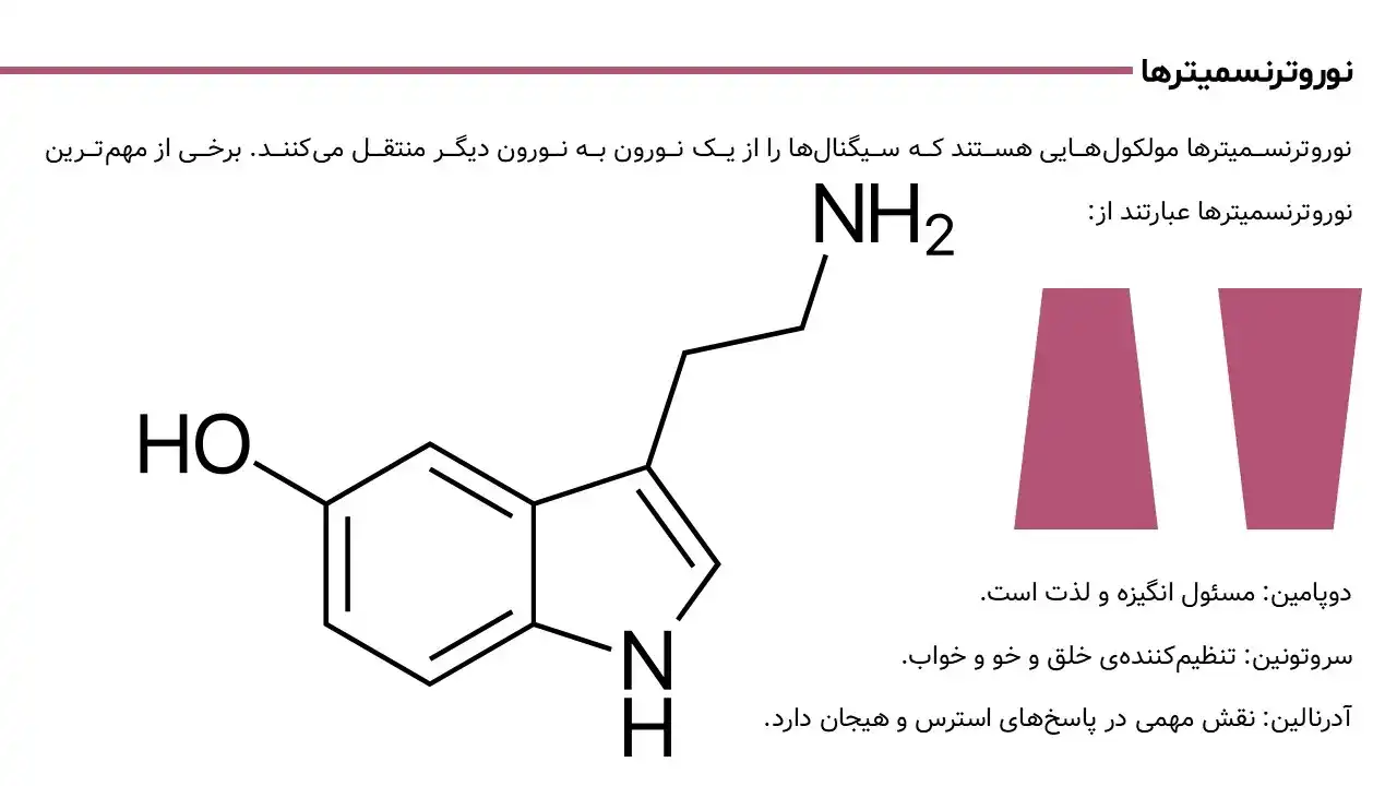 پاورپوینت وظیفه نورن ها در بدن