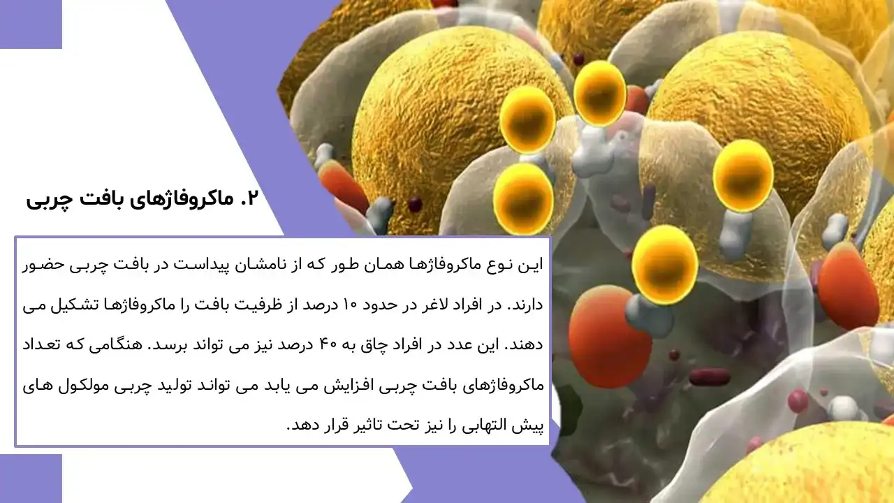 macrophage-powerpoint-04 پاورپوینت ماکروفاژ