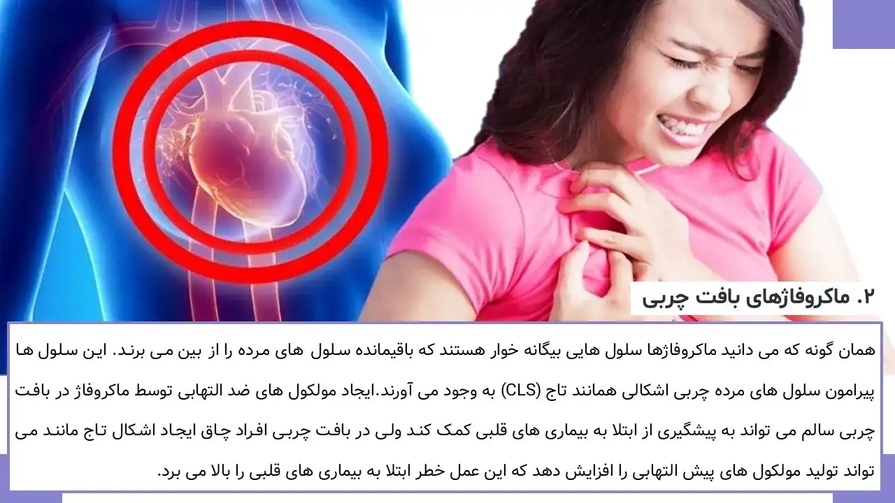 macrophage-powerpoint-05 پاورپوینت ماکروفاژ