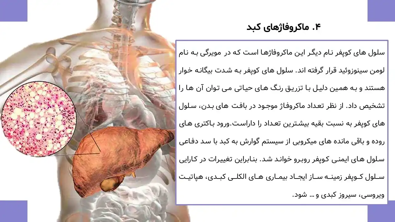 macrophage-powerpoint-06 پاورپوینت ماکروفاژ