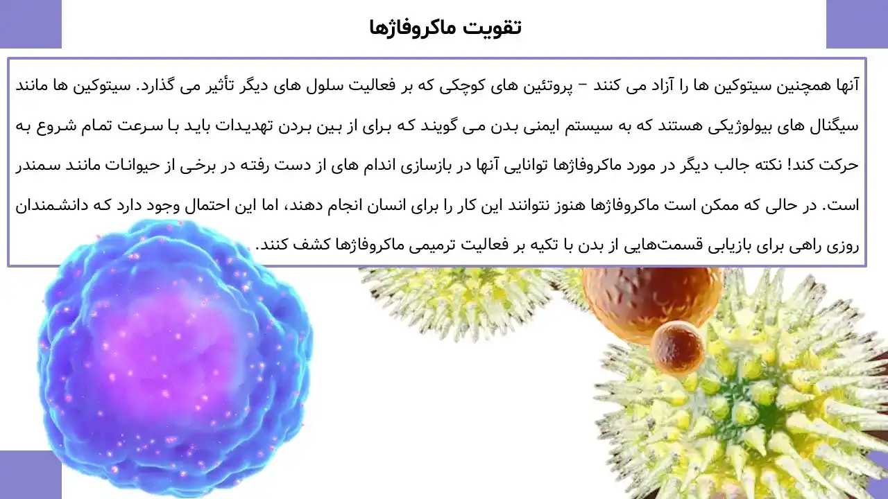 macrophage-powerpoint-08 پاورپوینت ماکروفاژ