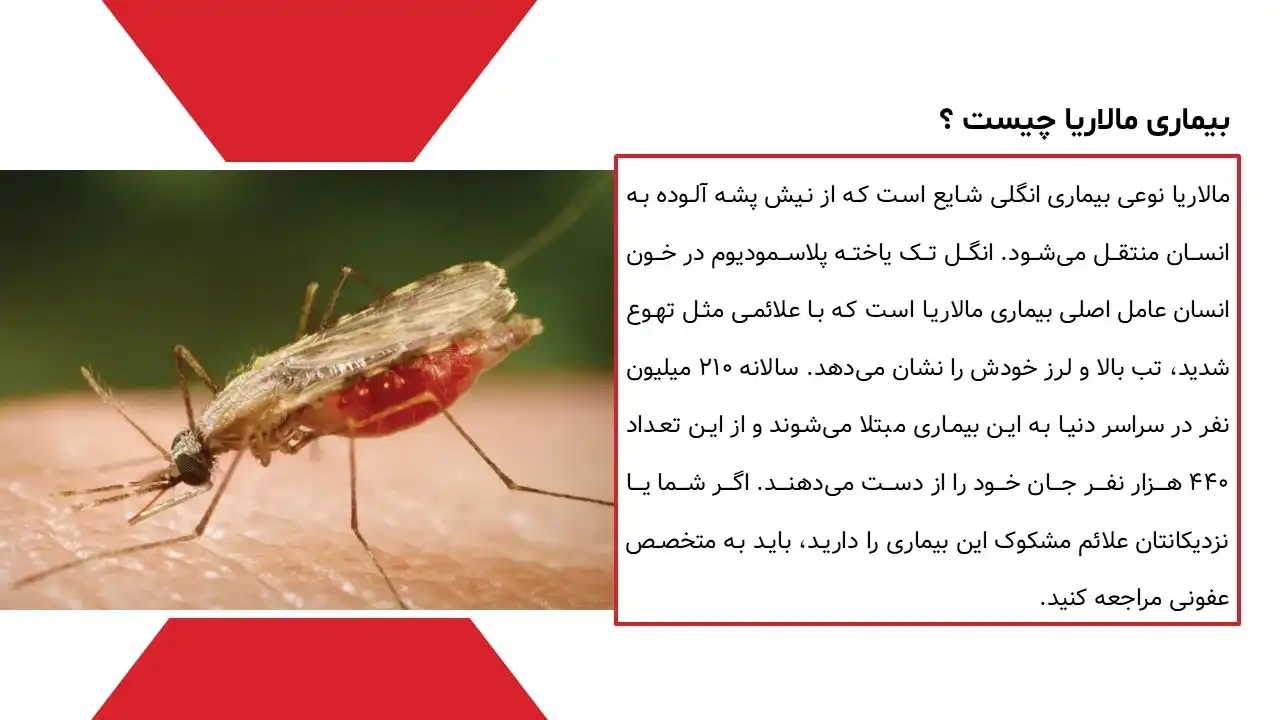 پاورپوینت بیماری مالاریا