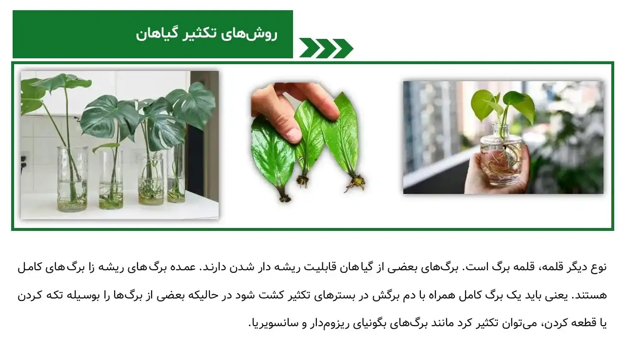 پاورپوینت روش های تکثیر گیاهان
