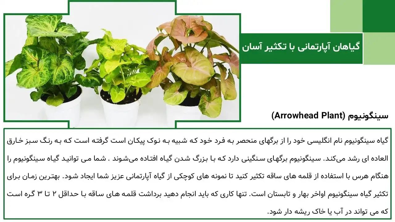 پاورپوینت روش های تکثیر گیاهان