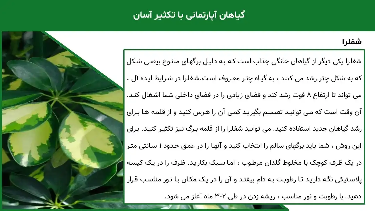 پاورپوینت روش های تکثیر گیاهان