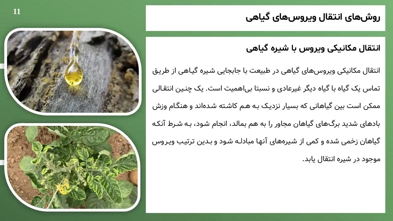 پاورپوینت ویروس های گیاهی