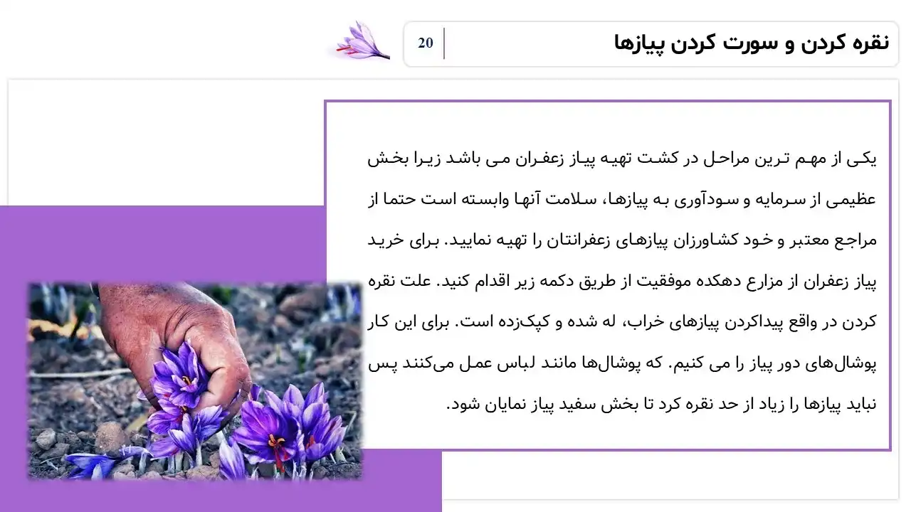 پاورپوینت تولید زعفران