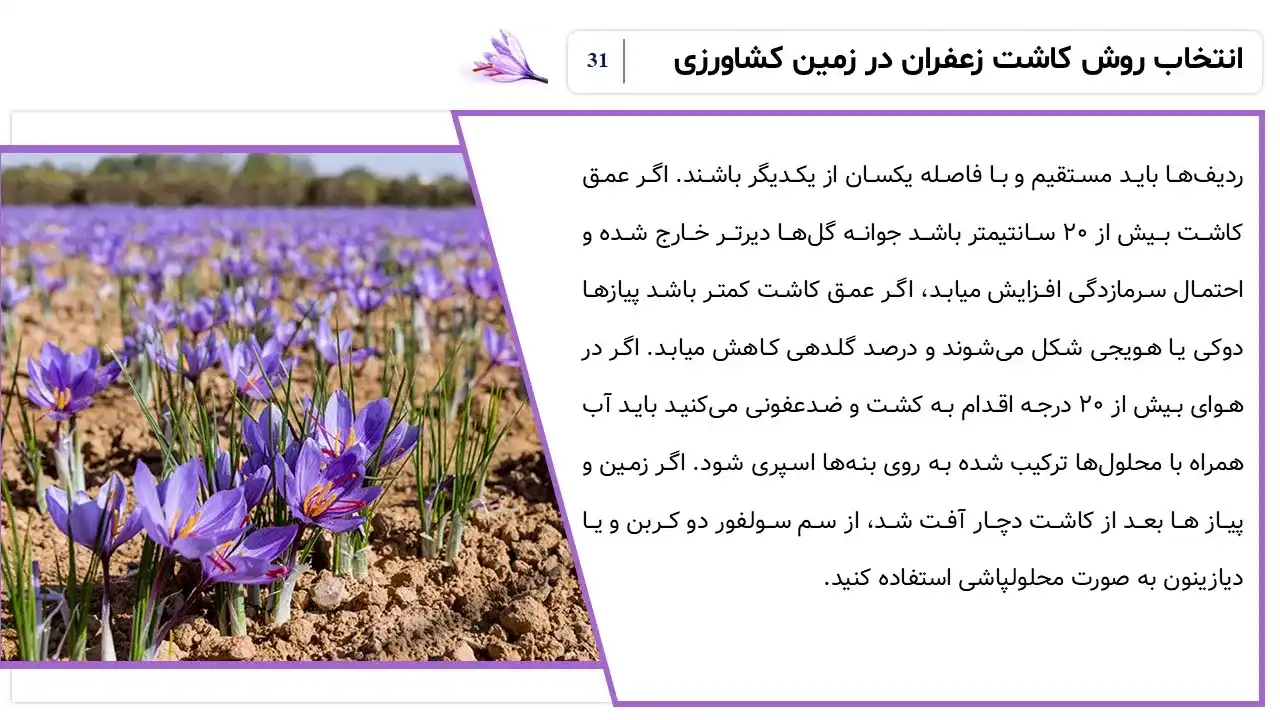 پاورپوینت تولید زعفران