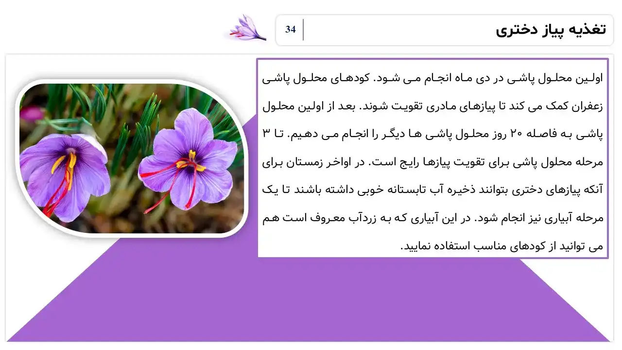 پاورپوینت تولید زعفران