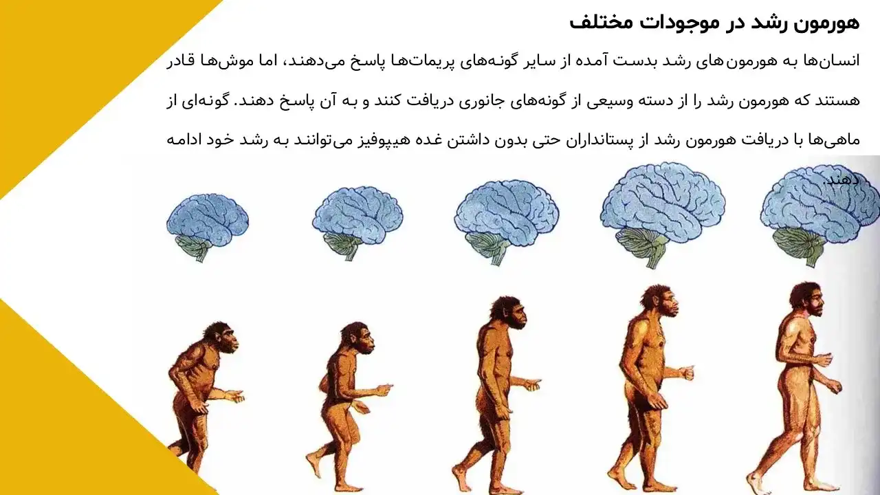 پاورپوینت هورمون رشد