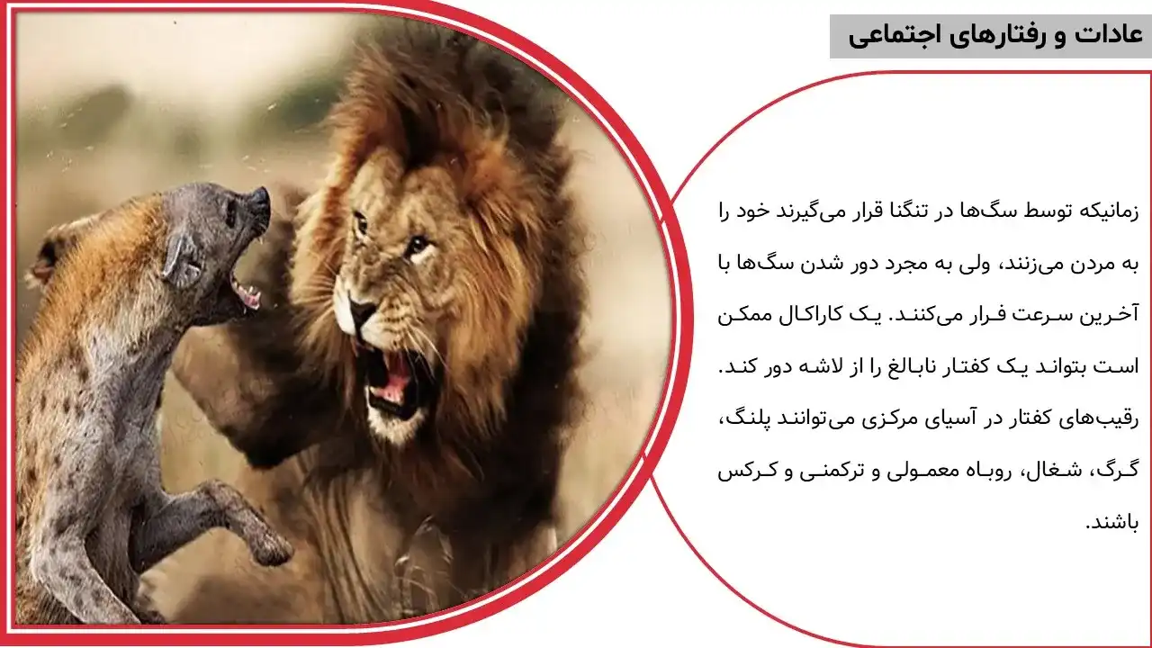 پاورپوینت حیوان کفتار