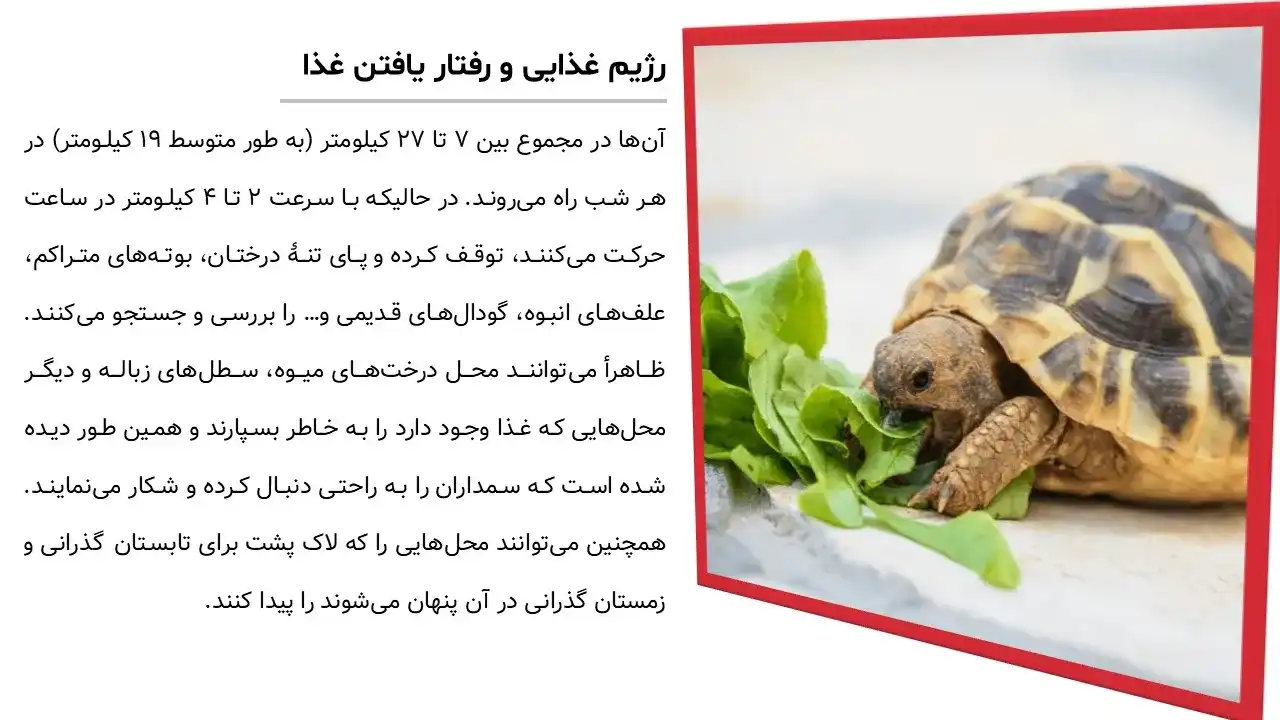 پاورپوینت حیوان کفتار