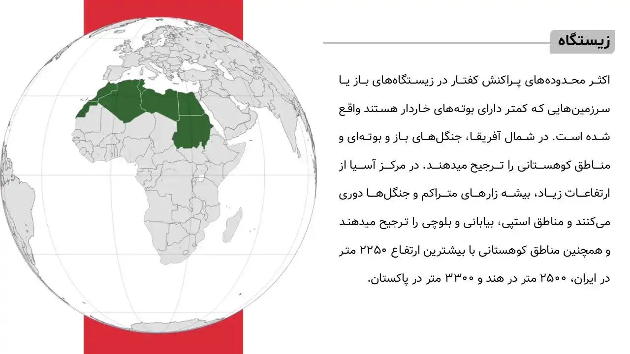 پاورپوینت حیوان کفتار