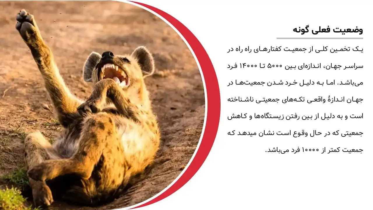 پاورپوینت حیوان کفتار