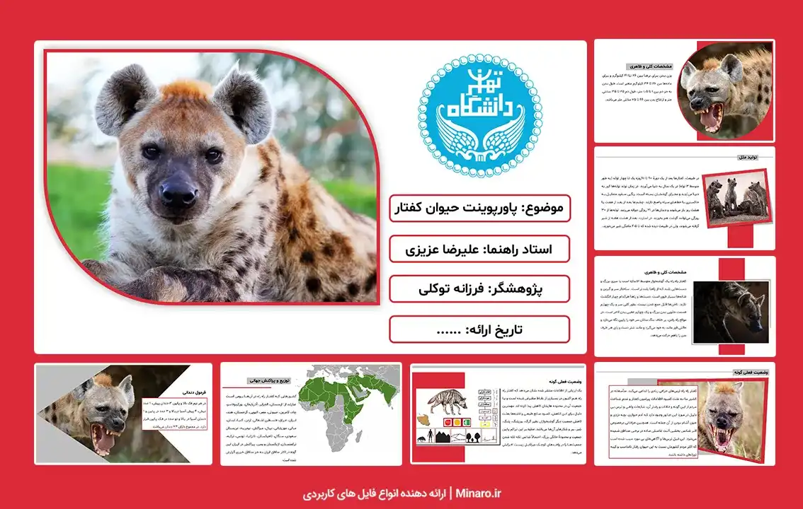 پاورپوینت حیوان کفتار