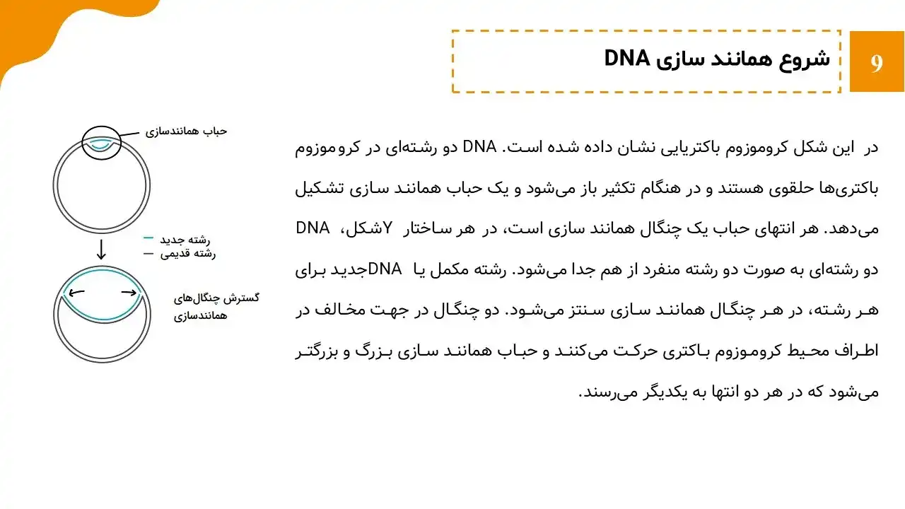 پاورپوینت همانندسازی DNA