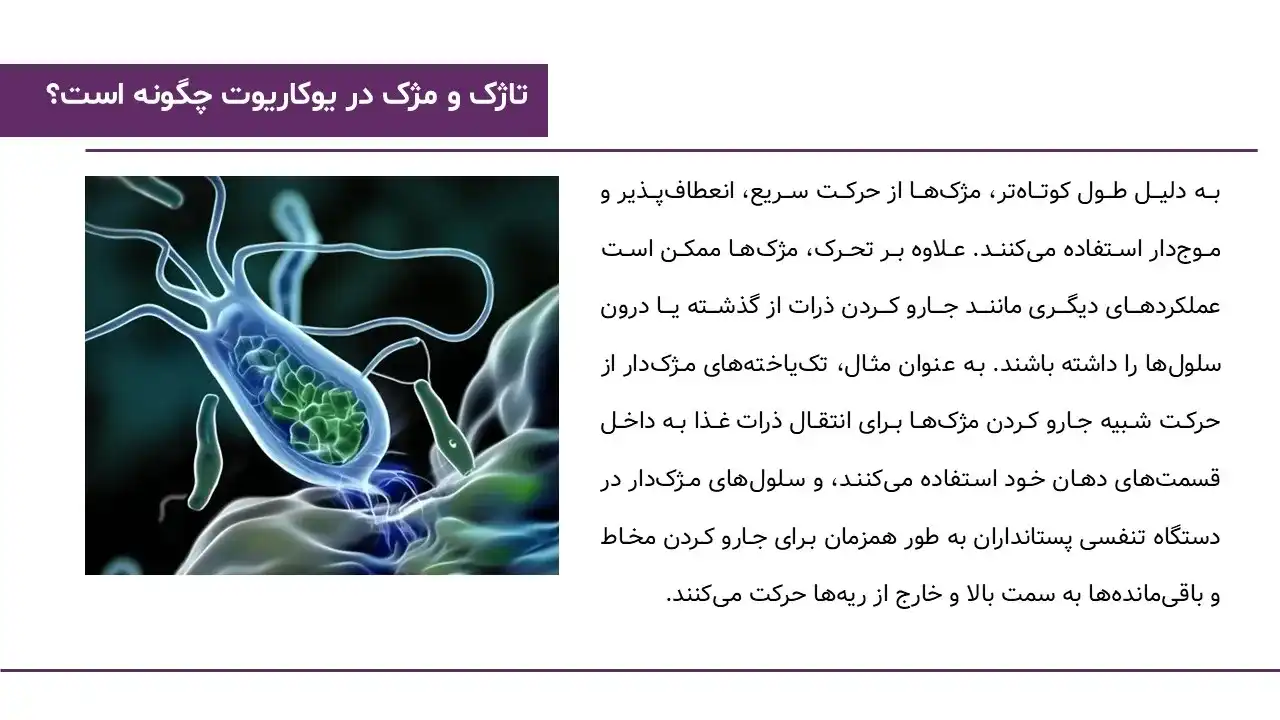 پاورپوینت یوکاریوت ها