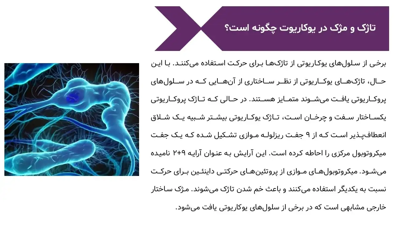 پاورپوینت یوکاریوت ها