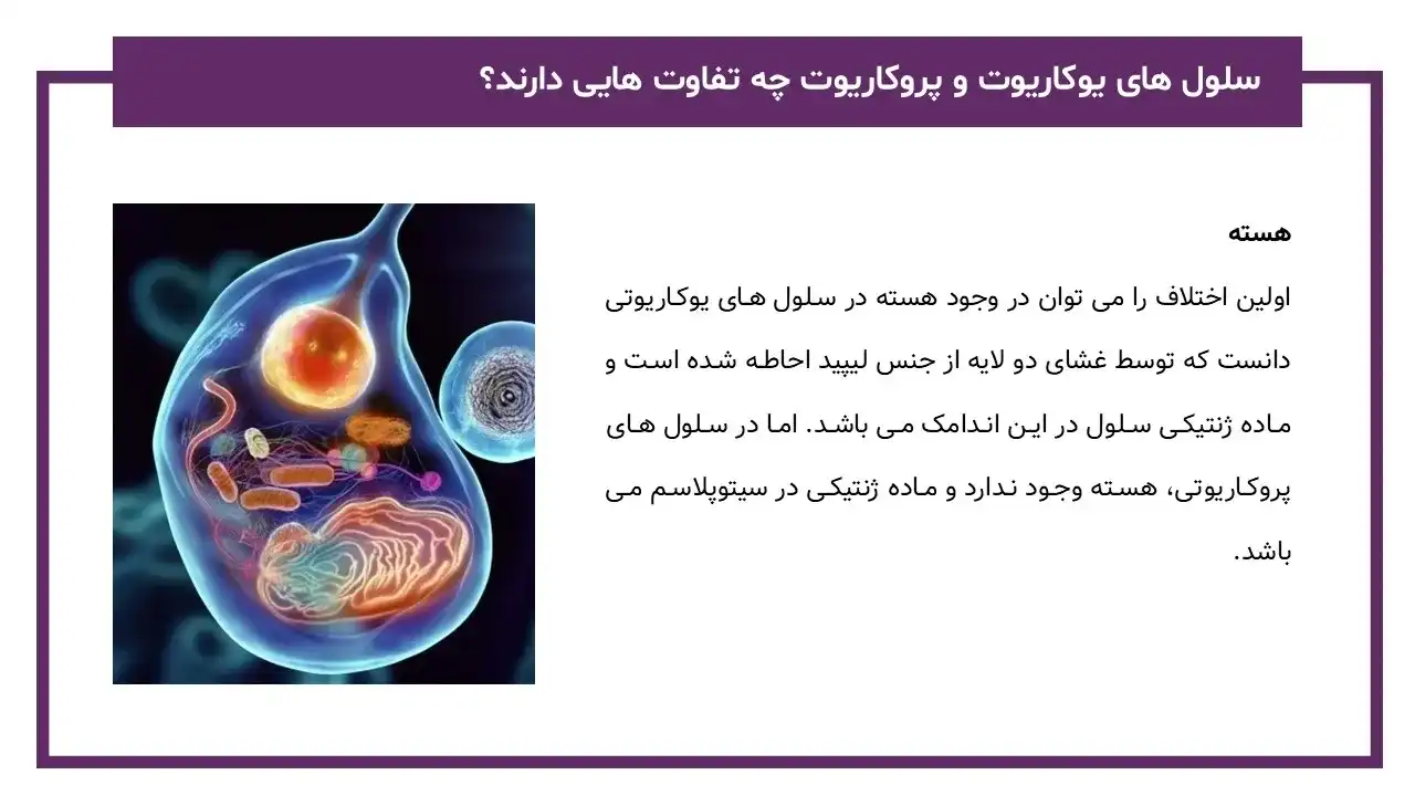 پاورپوینت یوکاریوت ها