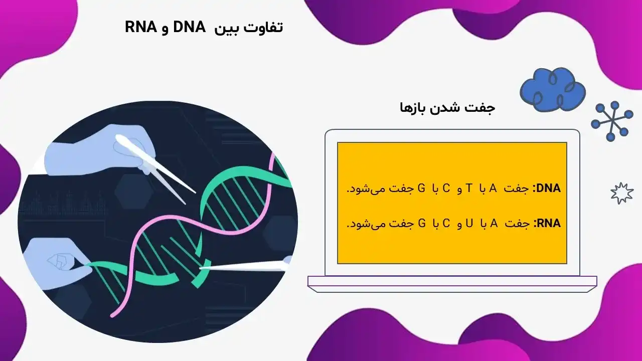 پاورپوینت تفاوت DNA و RNA