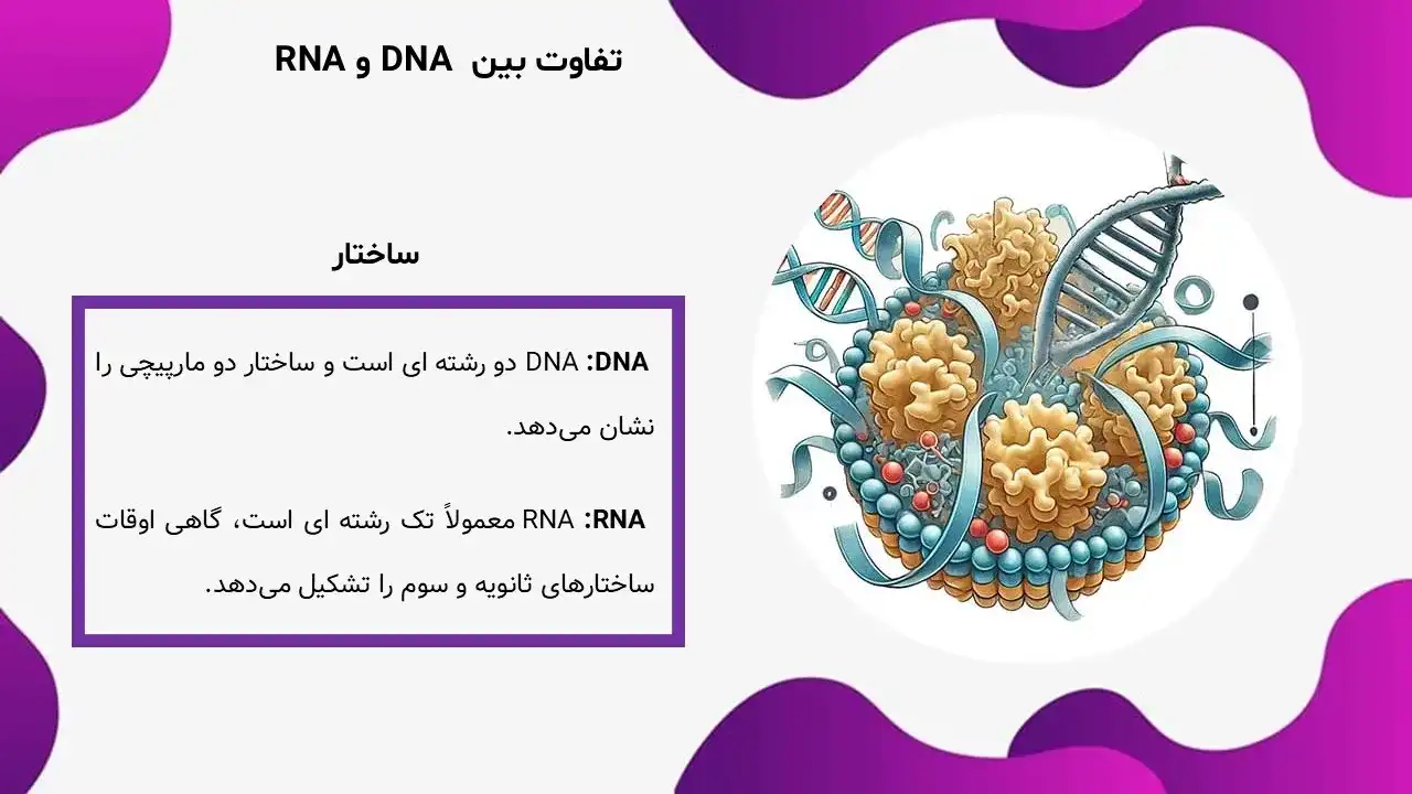 پاورپوینت تفاوت DNA و RNA