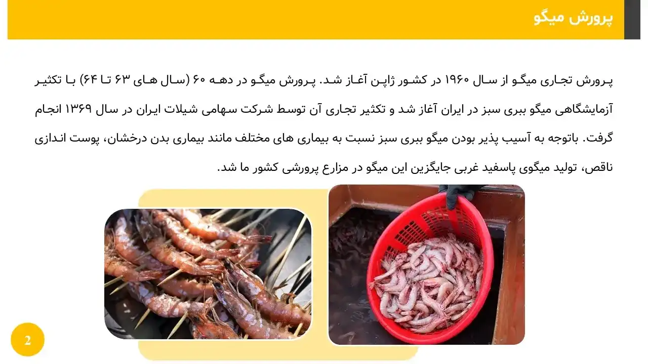 shrimp-breeding-powerpoint-04 پاورپوینت پرورش میگو