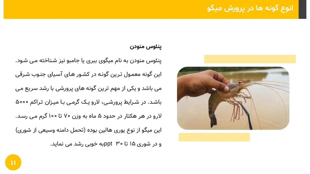 shrimp-breeding-powerpoint-05 پاورپوینت پرورش میگو