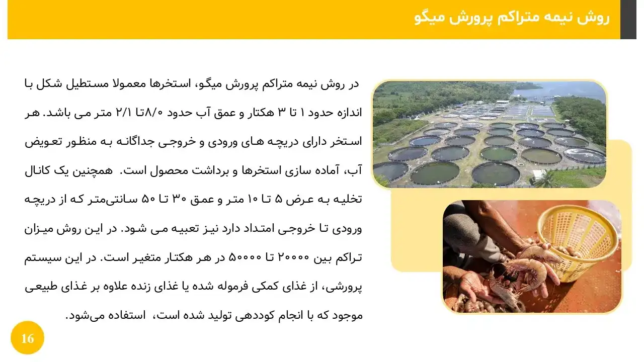 shrimp-breeding-powerpoint-06 پاورپوینت پرورش میگو
