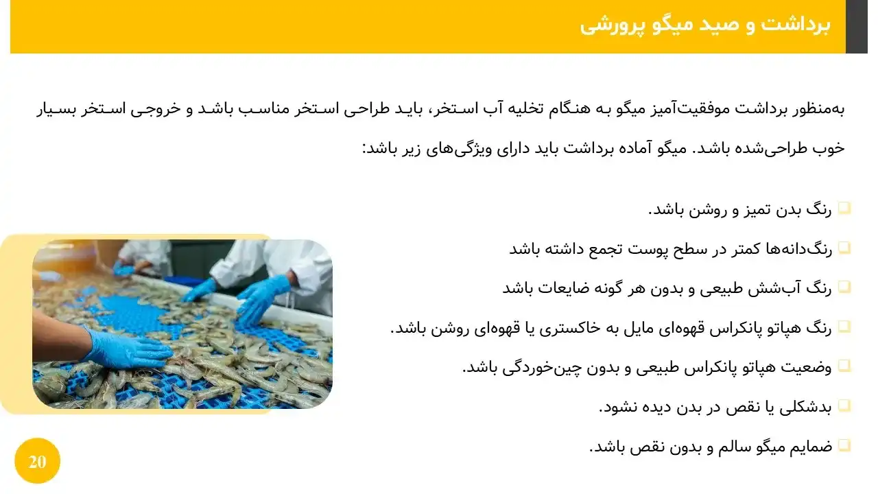 shrimp-breeding-powerpoint-07 پاورپوینت پرورش میگو