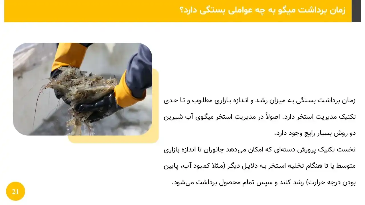 shrimp-breeding-powerpoint-08 پاورپوینت پرورش میگو