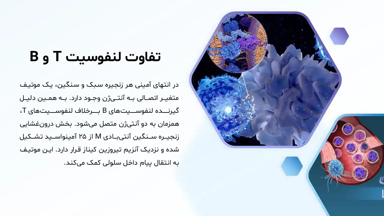 lymphocyte-t-powerpoint-03 پاورپوینت لنفوسیتT