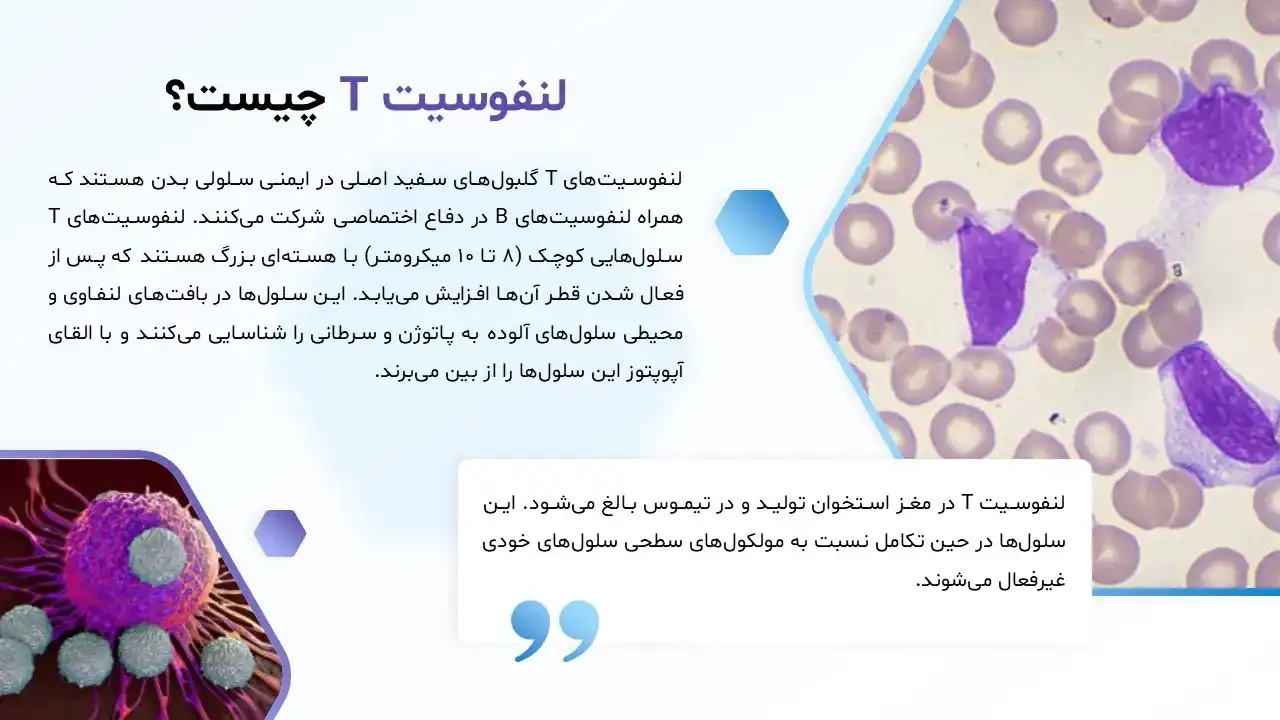 lymphocyte-t-powerpoint-06 پاورپوینت لنفوسیتT